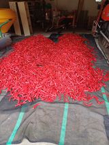 팜모닝 고추·수확 게시글 이미지