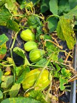 팜모닝 자유주제·자유게시판 게시글 이미지