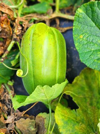 이형록님의 자유주제 · 자유게시판 작성글 사진