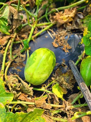 이형록님의 자유주제 · 자유게시판 작성글 사진