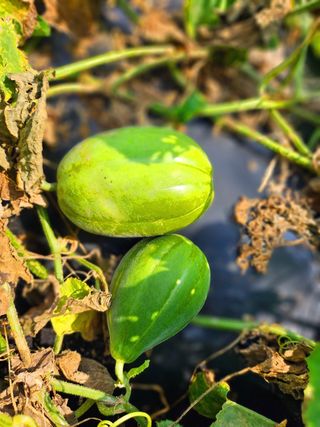 이형록님의 자유주제 · 자유게시판 작성글 사진