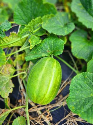 이형록님의 자유주제 · 자유게시판 작성글 사진