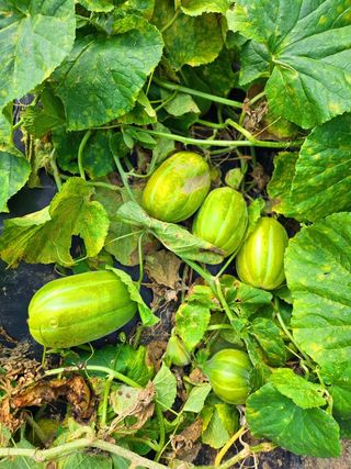 이형록님의 자유주제 · 자유게시판 작성글 사진