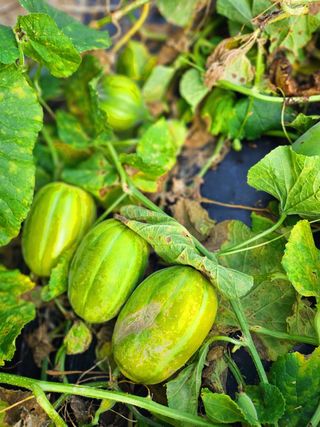 이형록님의 자유주제 · 자유게시판 작성글 사진