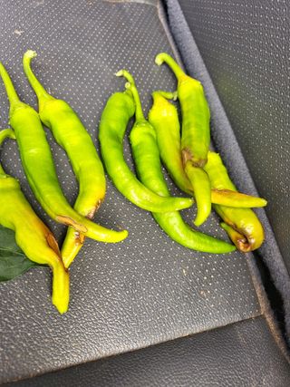 김문갑님의 고추 · 병해충상담 작성글 사진