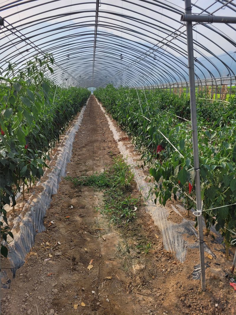 한경희 님의 장터 판매 상품 [건고추, 고추가루 ] 첨부 사진