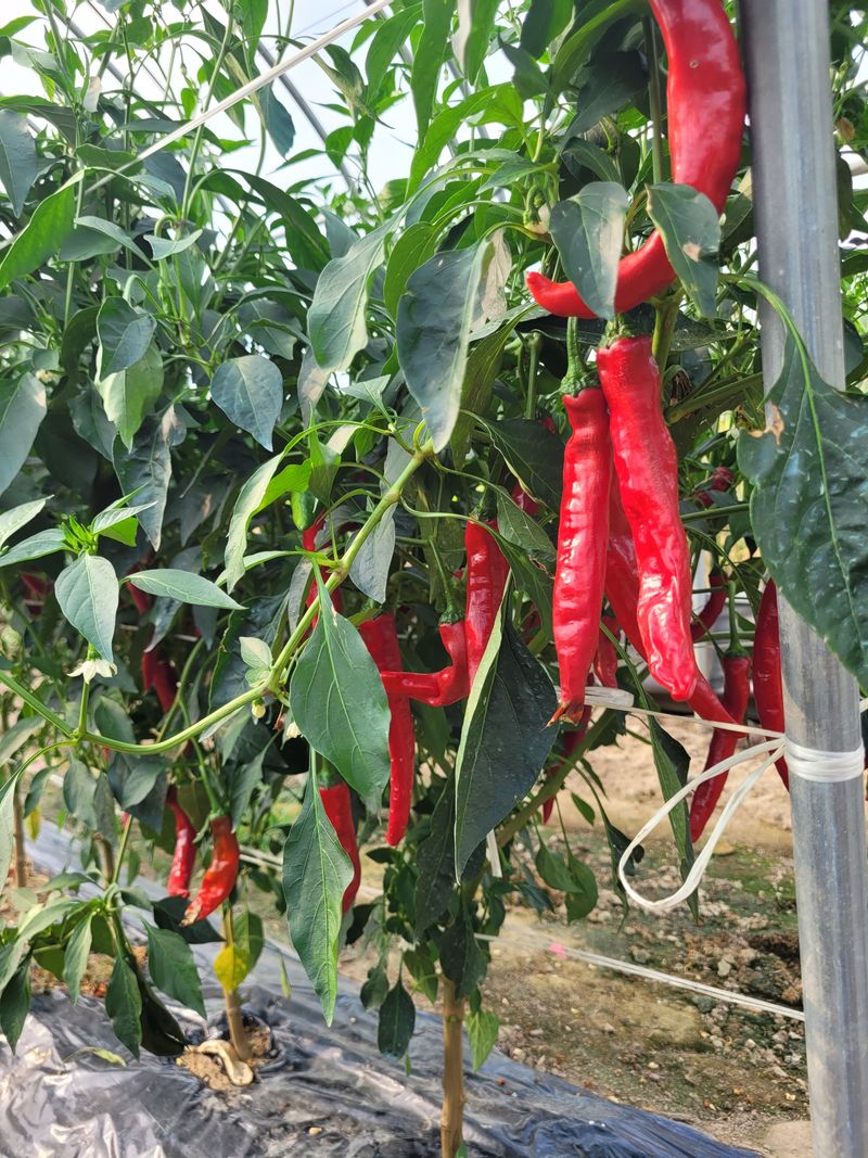 한경희 님의 장터 판매 상품 [건고추, 고추가루 ] 첨부 사진