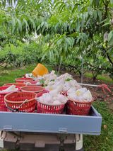 팜모닝 복숭아·자유게시판 게시글 이미지