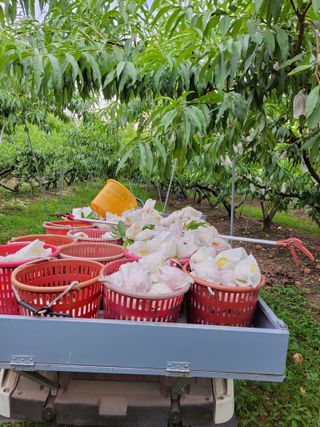 욕심내지말자님의 복숭아 · 자유게시판 작성글 사진