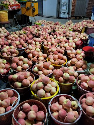 욕심내지말자님의 복숭아 · 자유게시판 작성글 사진