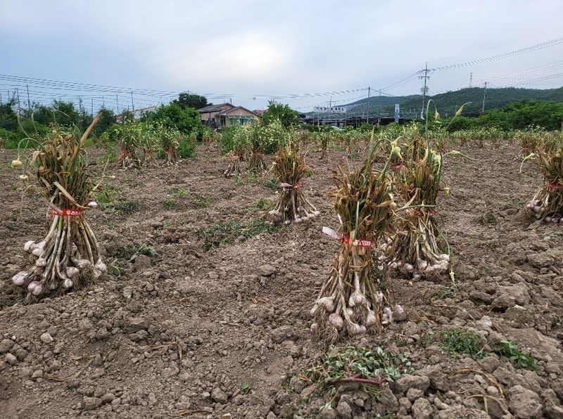 의성마늘(한지형)님의 장터 판매 상품 [의성 한지형마늘(뿌리제거) 특품] 첨부 사진