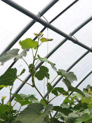 김용언 님의 포도 · 병해충상담 작성글 사진