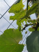 팜모닝 포도·병해충상담 게시글 이미지