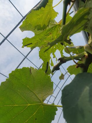 임효정님의 포도 · 병해충상담 작성글 사진