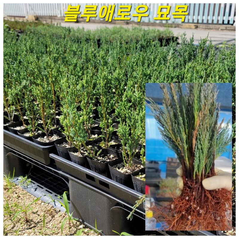 장터 상품 [조경수 블루애로우 털이묘 ] 썸네일