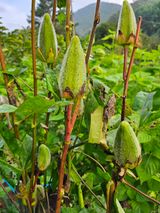 팜모닝 자유주제·자유게시판 게시글 이미지