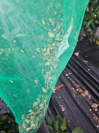 박종언님의 고추 · 병해충상담 작성글 사진