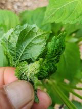 팜모닝 들깨·병해충상담 게시글 이미지