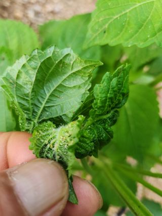 용민님의 들깨 · 병해충상담 작성글 사진