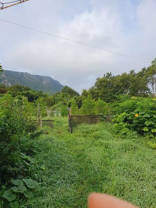 이영준님의 기타작물 · 영농일지 작성글 사진