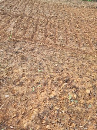 민은경님의 들깨 · 병해충상담 작성글 사진