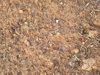 민은경님의 들깨 · 병해충상담 작성글 사진