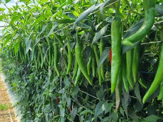 단지바이오님의 자유주제 · 자유게시판 작성글 사진