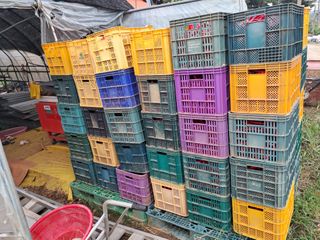 천년의사랑님의 고추 · 수확 작성글 사진