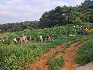 천년의사랑님의 고추 · 수확 작성글 사진