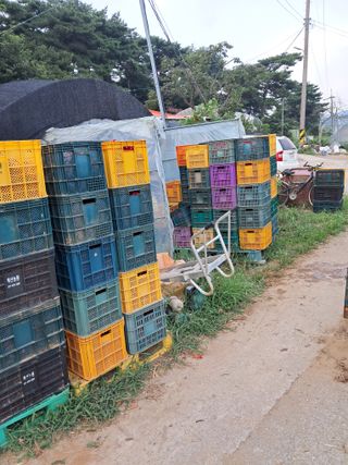 천년의사랑님의 고추 · 수확 작성글 사진