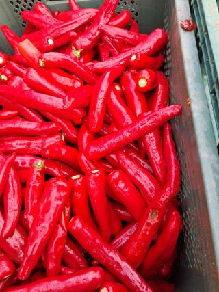 천년의사랑님의 고추 · 수확 작성글 사진