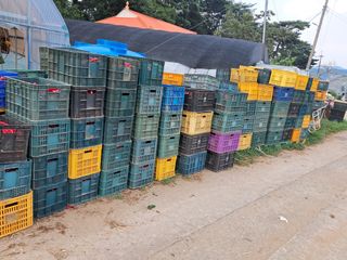 천년의사랑님의 고추 · 수확 작성글 사진