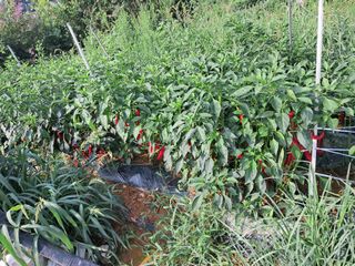 천년의사랑님의 고추 · 수확 작성글 사진