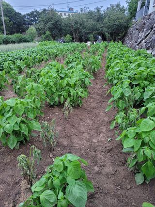 헐크님의 들깨 · 영농일지 작성글 사진