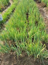 팜모닝 파·영농일지 게시글 이미지