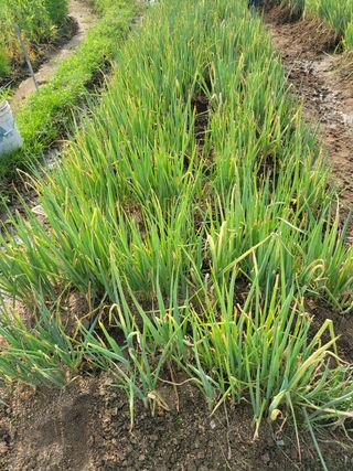 헐크님의 파 · 영농일지 작성글 사진