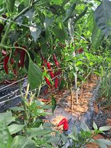 팜모닝 고추·수확 게시글 이미지