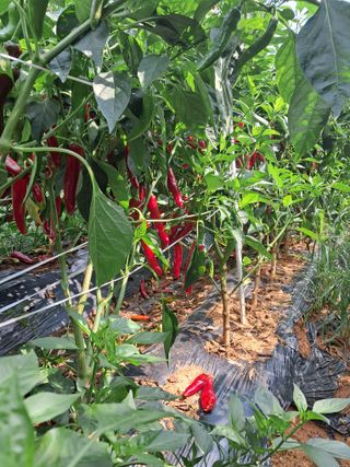 천년의사랑님의 고추 · 수확 작성글 사진