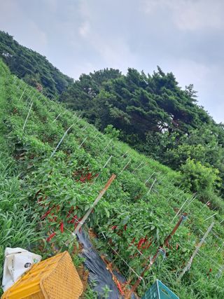 천년의사랑님의 고추 · 수확 작성글 사진