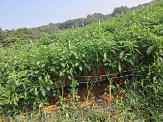 천년의사랑님의 고추 · 수확 작성글 사진