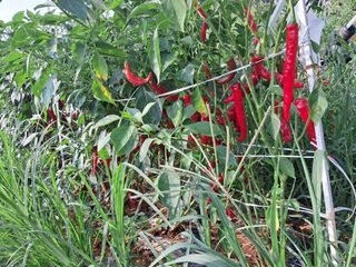 천년의사랑님의 고추 · 수확 작성글 사진