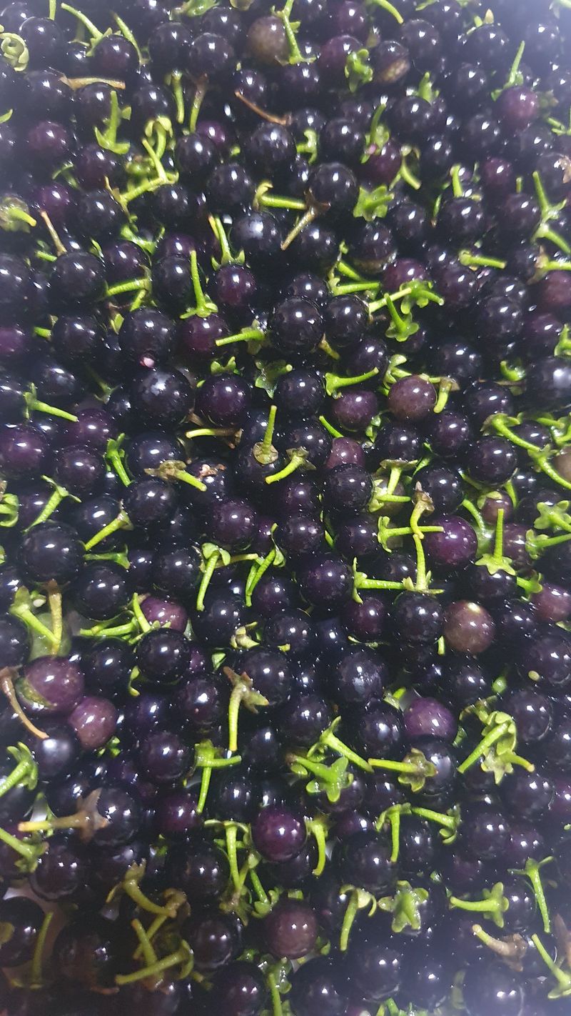 장터 상품 [자연산까마중300g] 썸네일