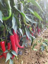 팜모닝 · 게시글 이미지