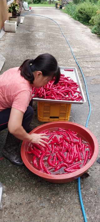이일철 조이산골님의 고추 · 일상 작성글 사진
