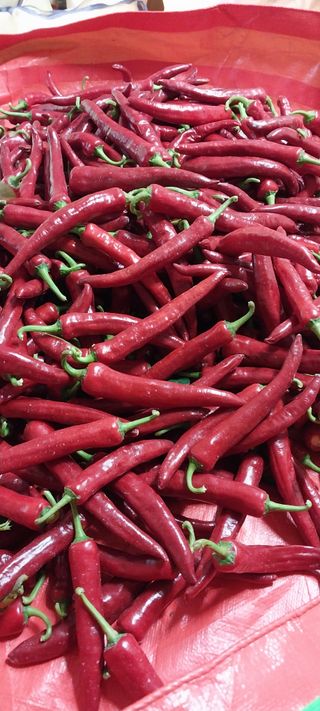 이일철 조이산골님의 고추 · 일상 작성글 사진