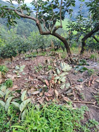 시골농부님의 감 · 자유게시판 작성글 사진