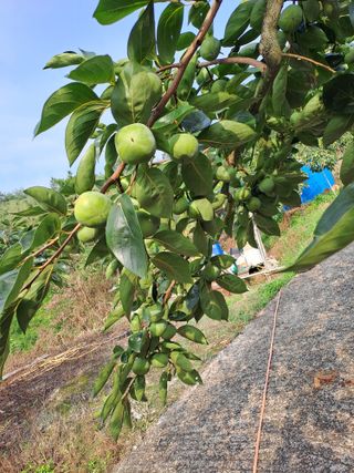 시골농부님의 감 · 자유게시판 작성글 사진