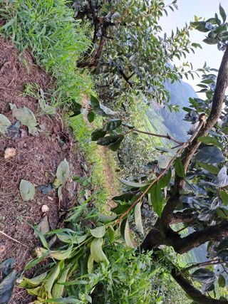 시골농부님의 감 · 자유게시판 작성글 사진