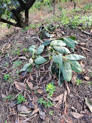 시골농부님의 감 · 자유게시판 작성글 사진