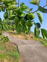 팜모닝 감·자유게시판 게시글 이미지